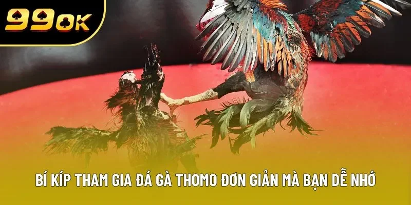 Bí kíp tham gia đá gà Thomo đơn giản mà bạn dễ nhớ