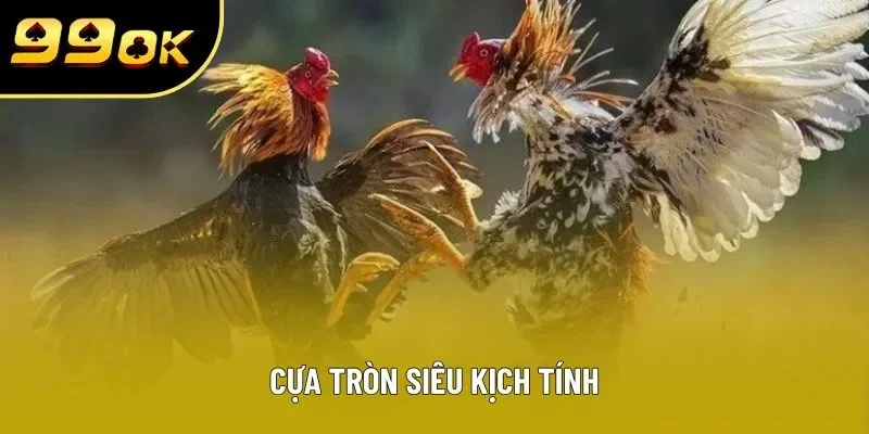 Cựa tròn siêu kịch tính