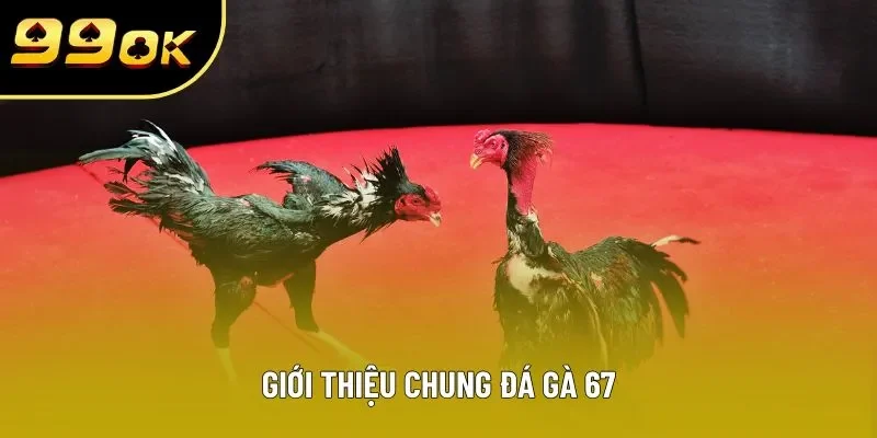 Giới thiệu chung đá gà 67